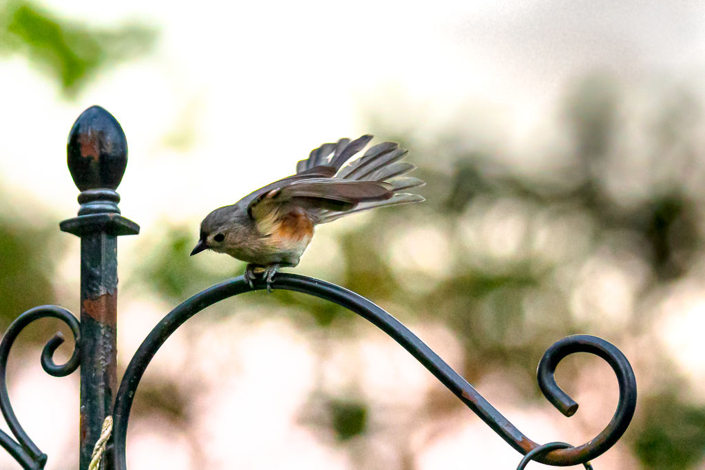 Backyard Birds NH-1945.jpg